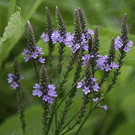 Everwilde Farms - 1 Oz Blue Vervain Native Wildflower Seeds - Gold Vault