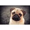 DV DESIGN Beautiful Tan Pug Dog Black Ballpoint Pen -