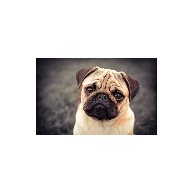DV DESIGN Beautiful Tan Pug Dog Black Ballpoint Pen -