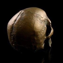 VOANZO Retro Human Skull Anatomical Model Resin 1:1 Medical Science Decoration Gold