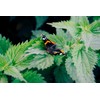 Stinging Nettle Seeds (Urtica Dioica) from Germany - Pure Vegan