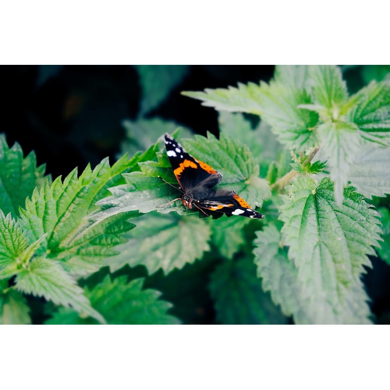 Stinging Nettle Seeds (Urtica Dioica) from Germany - Pure Vegan