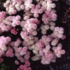 Outsidepride 5000 Seeds Annual Ageratum Pink Flower Seeds for Planting