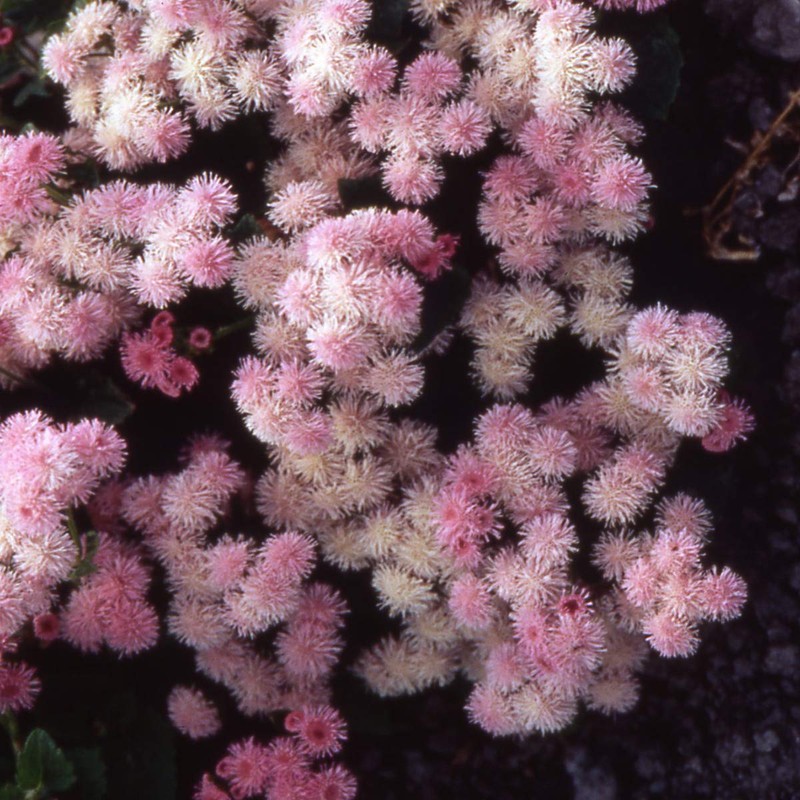 Outsidepride 5000 Seeds Annual Ageratum Pink Flower Seeds for Planting