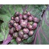 CEMEHA SEEDS - Purple Brussels Sprouts Long Island Cabbage Non