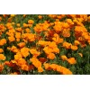 Poppy- California Orange- 250+ Seeds