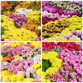 300+ Mixed Color Chrysanthemum Seeds for Planting - Heirloom Rare Groundcover Landscape Flowers, Hardy Garden Flower Seeds