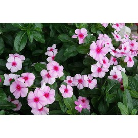 Mixed Rosea Vinca Periwinkle Seeds Dwarf Flower Balcony Perennail Garden Ground Cover 150pcs Bright Eye Periwinkle
