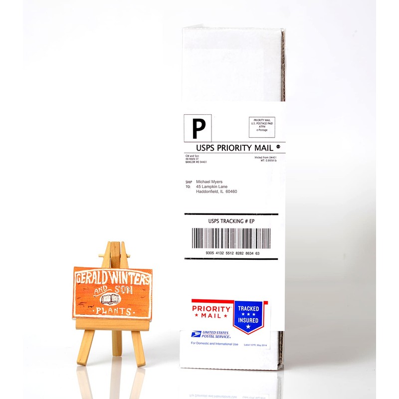 Satsuma Mandarin Tree - XL. Citrus unshiu. 6" - 10"