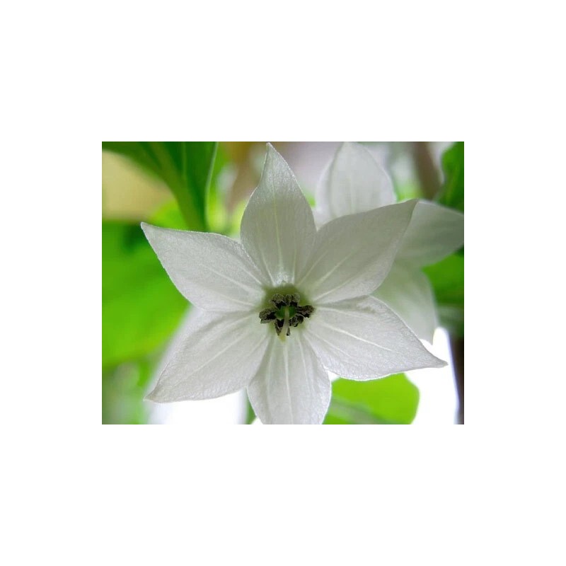 Fresh 25 Newly Harvested Super-Hot Bhut Jolokia Red Premium Ghost