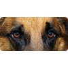 German Shepherd Eyes Photo License Plate