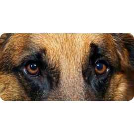 German Shepherd Eyes Photo License Plate