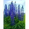 KIRA SEEDS - Seeds Blue Lupin - Perennial Flowers for