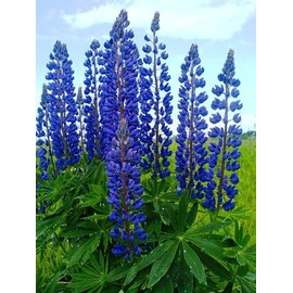 KIRA SEEDS - Seeds Blue Lupin - Perennial Flowers for Planting