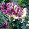 Honeysuckle Home Fragrance Oil for Oil Warmer and Mist Diffusers