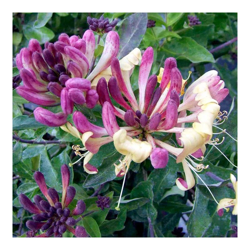 Honeysuckle Home Fragrance Oil for Oil Warmer and Mist Diffusers