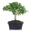 Brussel's Bonsai Live Hawaiian Umbrella Bonsai Tree - Small, 3