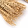 yarlung 300 Stems 16 Inch Dried Wheat Sheaves, Natural Wheat