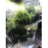 Large: 6 Floating Java Moss Balls Live Aquarium Plant Decoration.