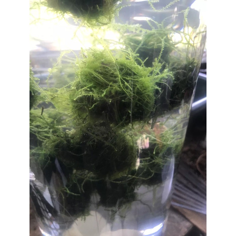 Large: 6 Floating Java Moss Balls Live Aquarium Plant Decoration.