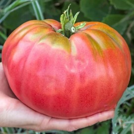 Fresh RARE Giant Pink Belgium Tomato Seeds 30+ NON-GMO~HEIRLOOM~ORGANIC~FREE SHIPPING