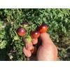 Blue Berries Blueberries Cherry Heirloom Tomato Premium Seeds for Planting