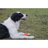 GaesQae Hard Rubber Balls for Dogs,Dog's Solid Rubber Bouncy Ball