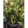 Cactus 3 Hardy Opuntia Microdasys Cactus Succulent Bunny Ears Cutting