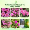 Outsidepride Pink Moss Rose Seeds - 10000 Pcs Annual, Drought