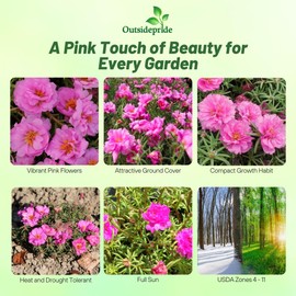 Outsidepride Pink Moss Rose Seeds - 10000 Pcs Annual, Drought & Heat Tolerant, Pollinator Friendly Ground Cover Seeds for Planting w/Vibrant Blooms & Succulent Foliage, Ideal for Xeriscaping