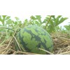 ATLAS Watermelon -Stripped Sweetie