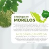 Moringa Hoja en Polvo 100% Pura | Calidad Premium, 1kg