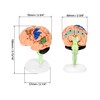 QWORK® Human Brain Anatomy Model, 31-Piece Realistic Detailed Representation, Easy