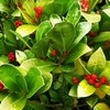 Outsidepride Wintergreen Seeds - 1000 Pcs. Perennial, Cold-Tolerant & Low