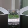 DAMEIORCHID Artificial Plants in Display Boxes, Small Plant POTS, Ideal
