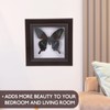Housoutil Butterfly Specimens in Shadow Box Blue Morpho Butterfly Framed