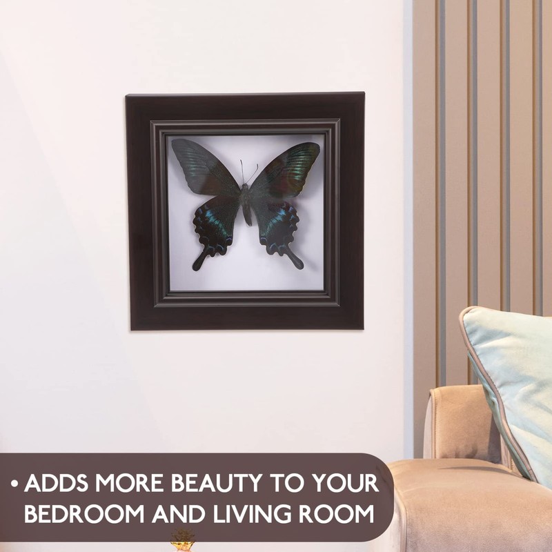 Housoutil Butterfly Specimens in Shadow Box Blue Morpho Butterfly Framed
