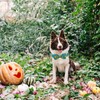Bobo Rainbow Dog Collar Autumn Pet Collar Pumpkin Print Fall