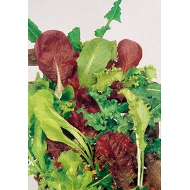 Salerno Seeds Mesclun Mixed Cutting Lettuce Misticanza 4 Grams Made in Italy Italian Non-GMO