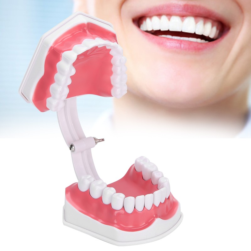 Dental Teaching Teeth Model 2X Magnifying Teeth Model Dentist Teaching