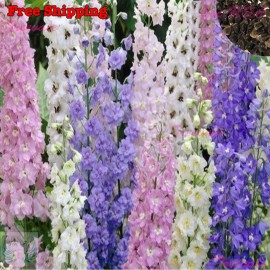Treevale Rocket Larkspur Seeds | Delphinium Ajacis - Larkspur Seeds Mix | Flower Seeds - 100 Seeds No Tracking