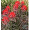 Wild Indian Paintbrush seeds (Castilleja Agustifolia) 200+ seeds -RARE- Wildflower