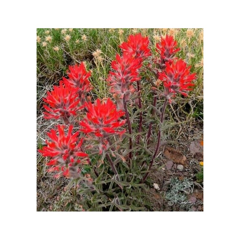 Wild Indian Paintbrush seeds (Castilleja Agustifolia) 200+ seeds -RARE- Wildflower