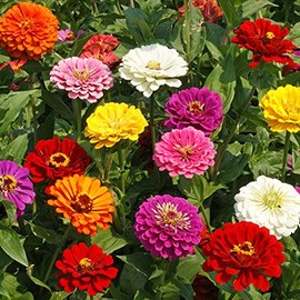 Dirt Goddess Super Seeds ~ Zinnia elegans, California Giants Mix (1 Lb)