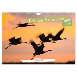 Bei den Kranichen (Wandkalender 2026 DIN A4 quer), CALVENDO Monatskalender
