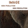 Animal Bear Jigsaw Puzzles for Adult 1000 Piece, Difficult Hard