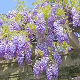 JQBay 10 Wisteria Flower Seeds