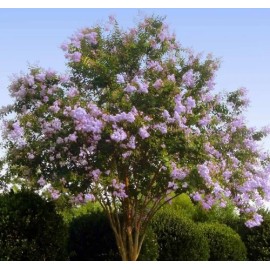 MrTreeUSee Lilac Purple Crepe Myrtle 8+ FRESH cuttings Beautiful Fragrant Flowers