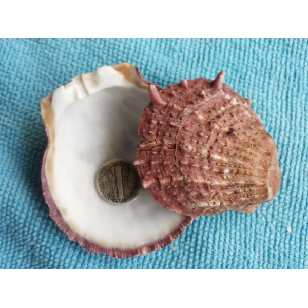 Unbranded Spiny Oyster Purple Shells Approx. 2 1/2 "x 2"