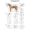 Educational Board "The Skeleton of the Horse", 70 x 100